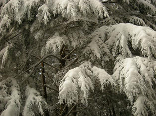 DSCN7415.JPG