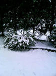 2008年初雪