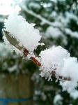 雪の中のライラック