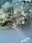 雪に覆われた植栽
