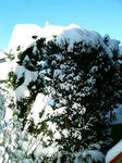 雪化粧の木