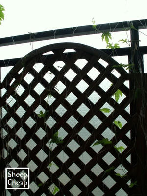 PICT0006.jpg