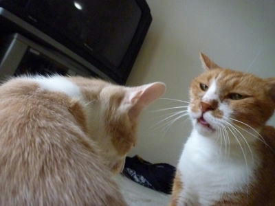 大人な猫