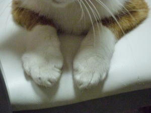 tentyawhitesocks.jpg