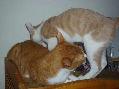 根っから平和主義な猫