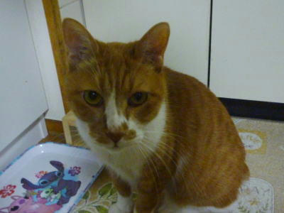 そんなに猫が苦手なの～っ