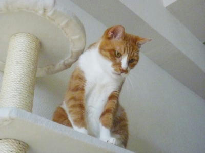添い寝猫テンチャ控えめですが・・・