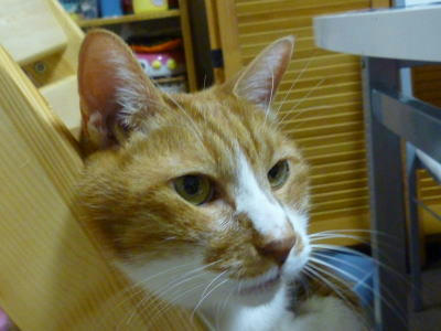 猫の生い立ち（推測）