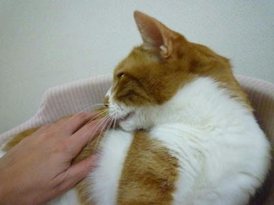 裏をかく猫