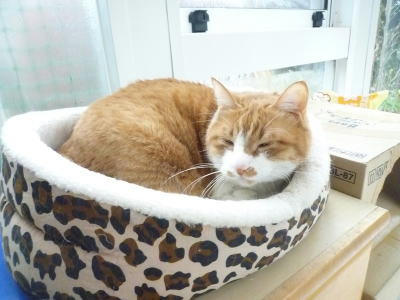 大人猫の里親募集（ぼんたん）