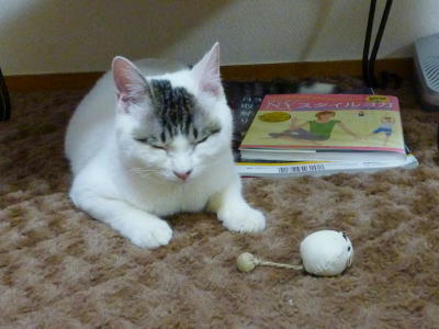 里親募集中のごまだれ君　チュー助･･･zzz興味ないのね