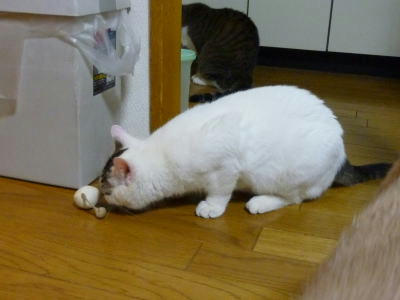 里親募集中のごまだれ君　僕のいない間にこいつは誰にゃ