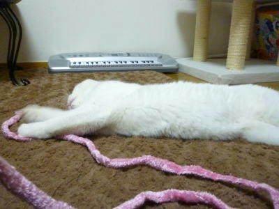 里親募集中の猫さんごまだれ君