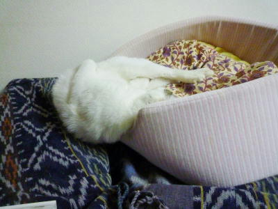 預かり猫のごまだれ君。里親様募集中です