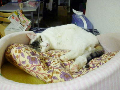 預かり猫のごまだれです。里親様募集中、保護宅東京都大田区です