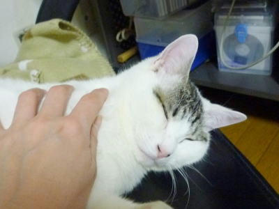 里親募集中のごまだれ　撫でてもらうのが好きになりました