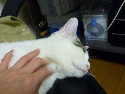 まだまだ抱っこは苦手なごまだれ。でも、人は少しは好きになってくれたかも