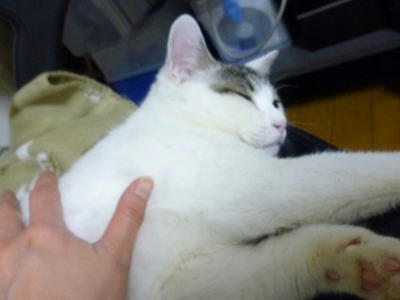早く優しいママが迎えに来てくれますように。預かり生活2ヶ月のごまだれ