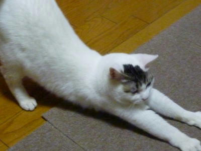 里親募集中のごまだれです　のび～