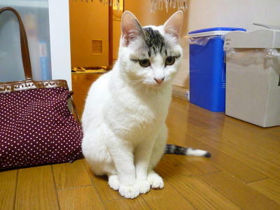 猫の里親会参加します　未来のママ、パパ会いに来てにゃん