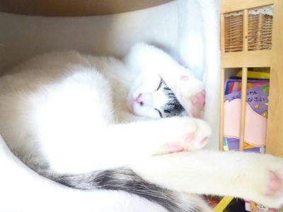 くつろぎまくりの預かり猫ごまだれ