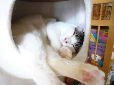 ねこちぐらでくつろぐ預かり猫ごまだれ君