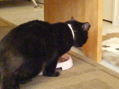 里親部集中の猫