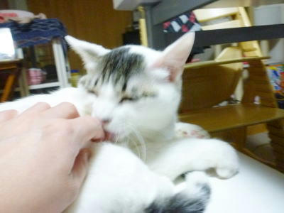 舐め返しをしてくれる律儀な猫、ごまだれ