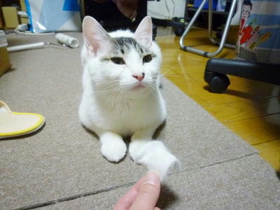 ボクの毛ですか・・・？