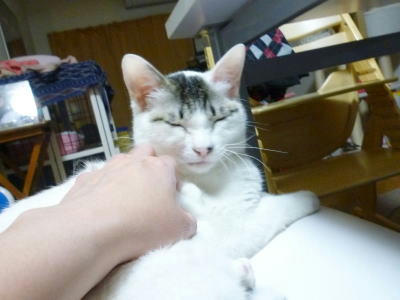 撫でられるのは大好きにゃん