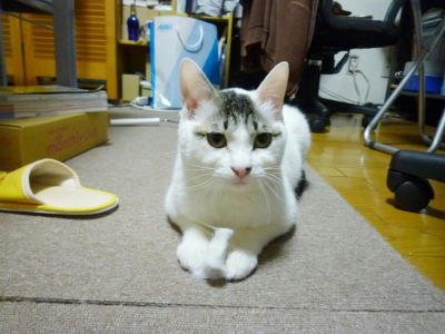預かり猫のごまだれくん　