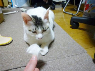 ブラッシング後の満足猫さん、それあなたの毛ですよ