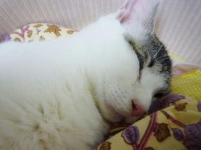 猫ベッドで睡眠中の猫さん