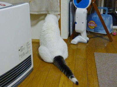 入れてください、の預かり猫ごまだれ