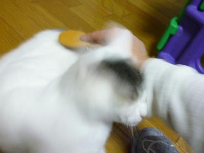 里親募集中