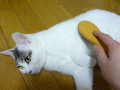 里親募集流のごまだれ君