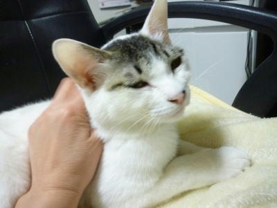 撫で撫で大好きな預かり猫ごまだれ