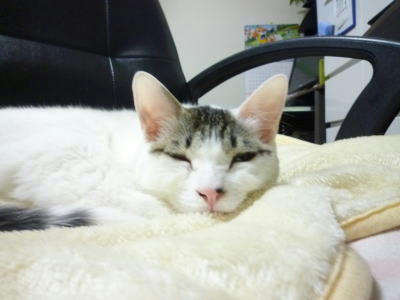 里親募集中の猫