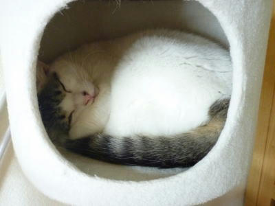 ねこちぐらの中で寝る猫