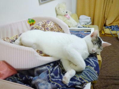猫ベッドからかなりはみ出して寝る猫