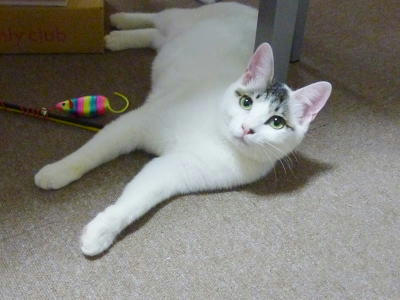 愛くるしい顔の預かり猫ごまだれ