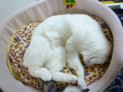 丸まって寝る預かり猫ごまだれ