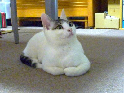 まん丸可愛いごまだれです。里親様募集中