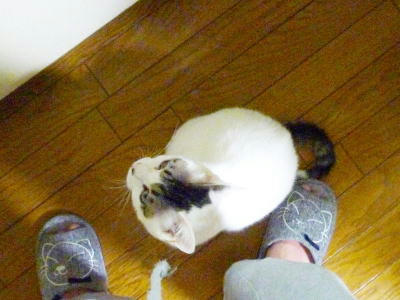 足元で甘える預かり猫ごまだれ、里親様募集中です