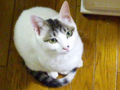 見上げる猫さん