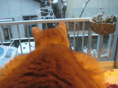 雪景色を眺める柊くん