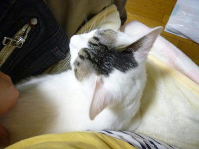 優しいご家族様募集中の預かり猫です