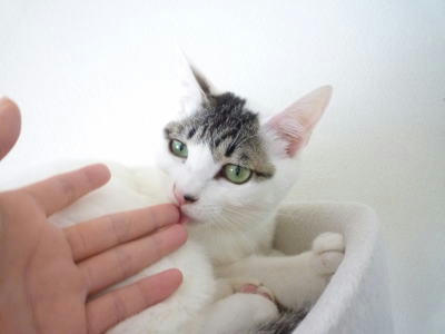 ペロペロのごまだれ