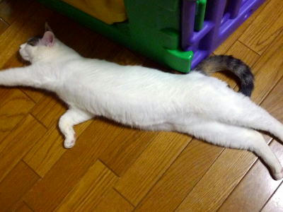 伸びるごまだれ