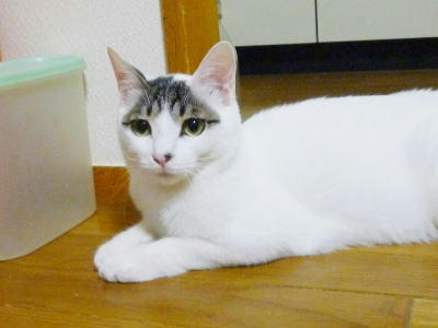 里親募集中のごまだれ君です